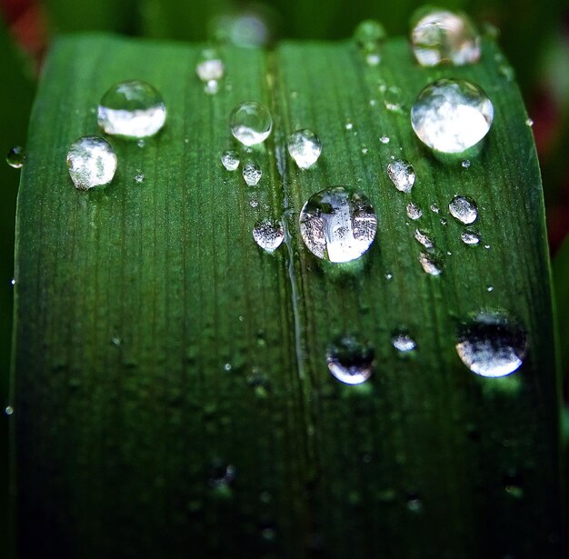 Photo vue rapprochée des gouttes d'eau sur la feuille