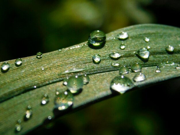 Vue rapprochée des gouttes d'eau sur la feuille