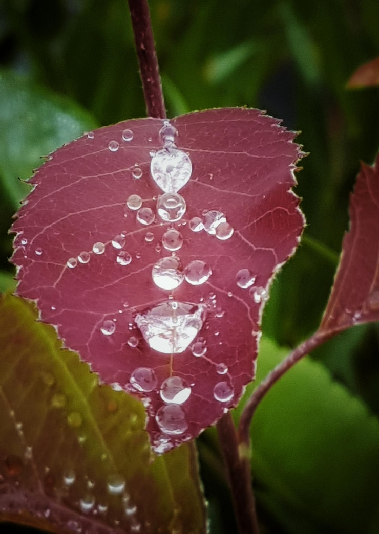 Photo vue rapprochée des gouttes d'eau sur la feuille