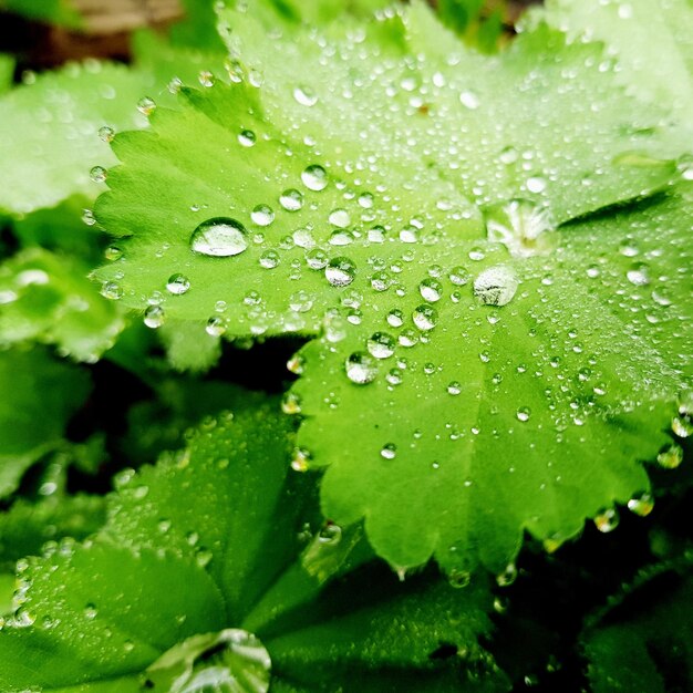 Photo vue rapprochée des gouttes d'eau sur la feuille