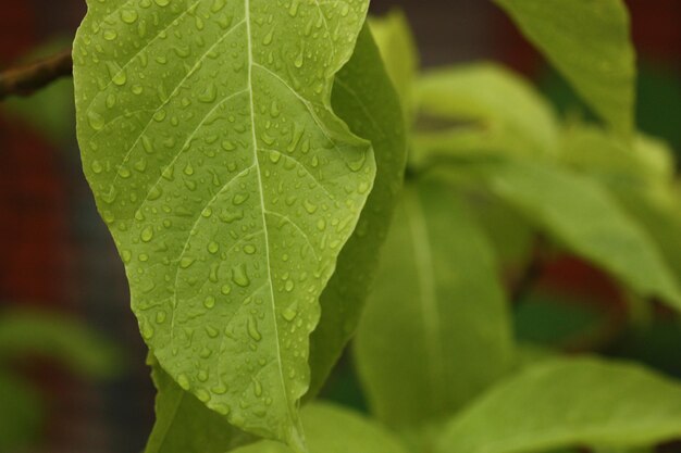 Photo vue rapprochée des gouttes d'eau sur les feuilles