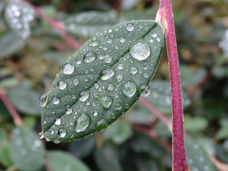 Photo vue rapprochée des gouttes d'eau sur les feuilles