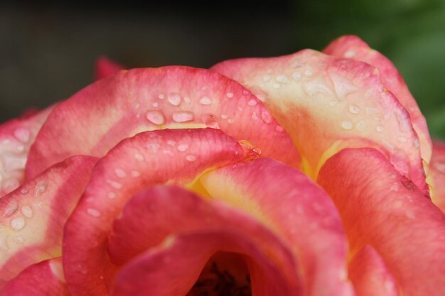 Photo vue rapprochée des gouttes d'eau de la fleur de rose rose humide sur les feuilles