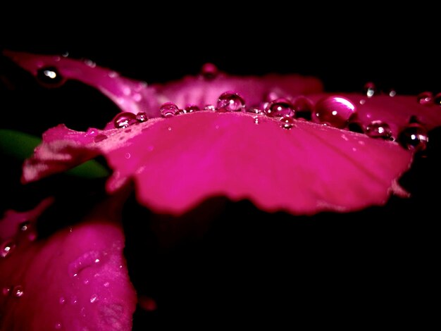 Photo vue rapprochée des gouttes d'eau sur une fleur rose