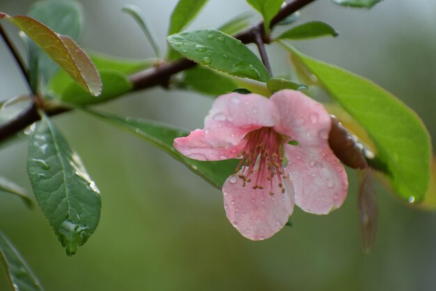 Photo vue rapprochée des gouttes d'eau sur une fleur rose
