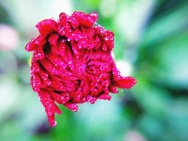 Photo vue rapprochée des gouttes d'eau sur une fleur rouge