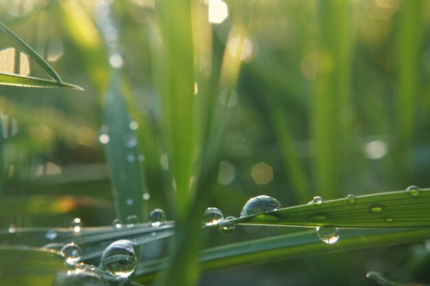 Vue rapprochée des gouttes d'eau sur l'herbe