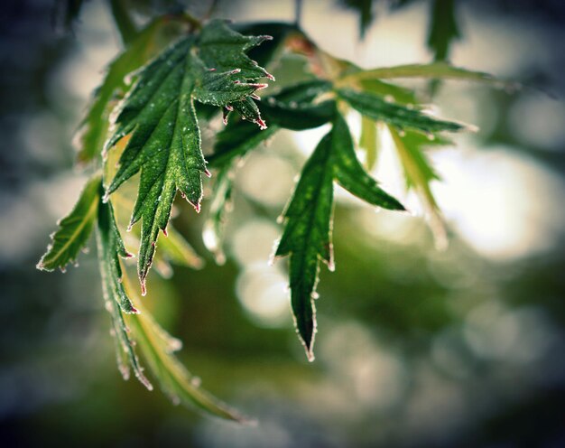 Photo vue rapprochée des gouttes d'eau sur la plante