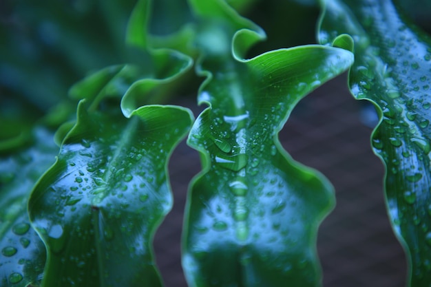 Vue rapprochée des gouttes d'eau sur la plante