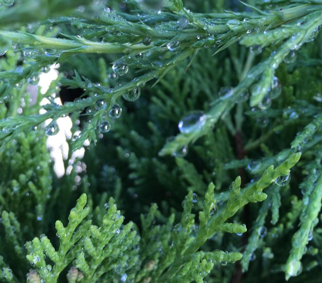 Photo vue rapprochée des gouttes d'eau sur la plante