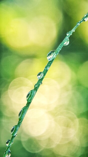 Photo vue rapprochée des gouttes d'eau sur la plante