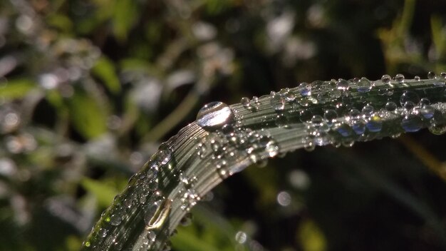 Vue rapprochée des gouttes d'eau sur la plante