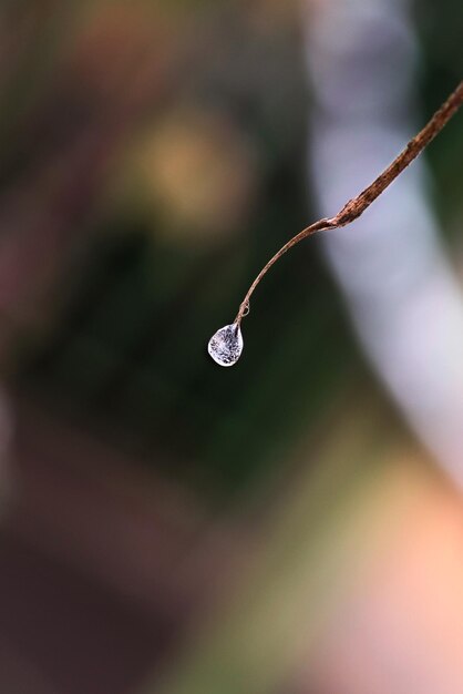 Photo vue rapprochée des gouttes d'eau sur la plante