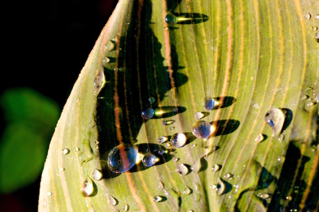 Photo vue rapprochée des gouttes d'eau sur la plante