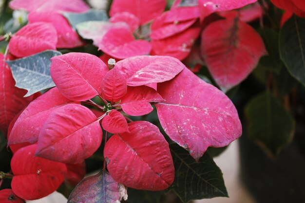 Photo vue rapprochée des gouttes de pluie sur les feuilles roses