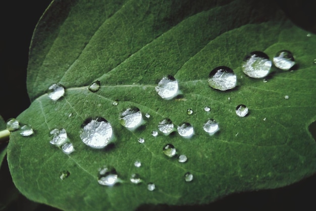 Photo vue rapprochée des gouttes de pluie sur les feuilles