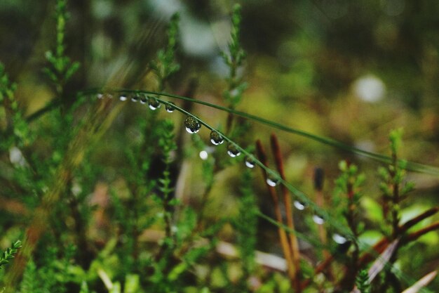 Vue rapprochée des gouttes de pluie sur les feuilles