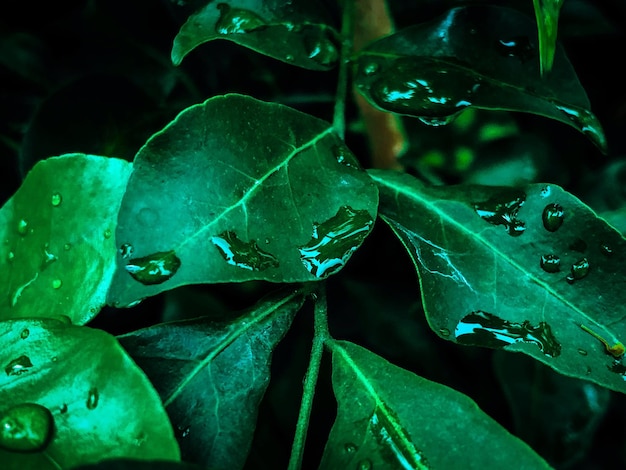 Vue rapprochée des gouttes de pluie sur les feuilles