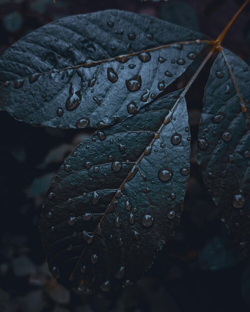 Vue rapprochée des gouttes de pluie sur les feuilles