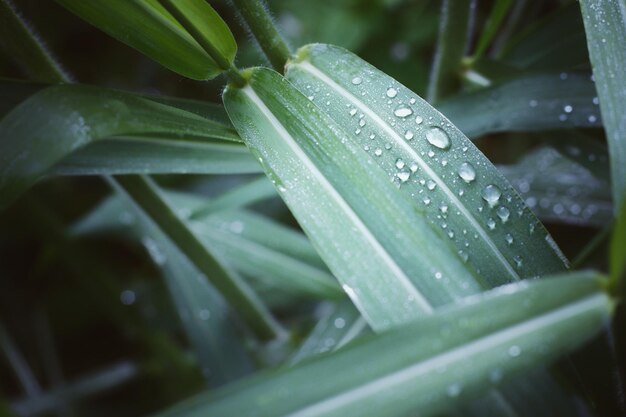 Vue rapprochée des gouttes de pluie sur les feuilles