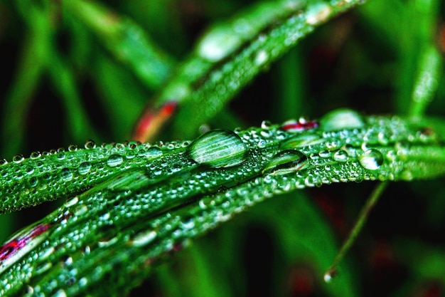 Photo vue rapprochée des gouttes de pluie sur les feuilles