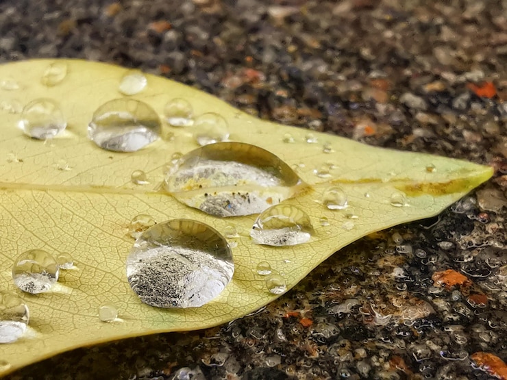 Photo vue rapprochée des gouttes de pluie sur les feuilles