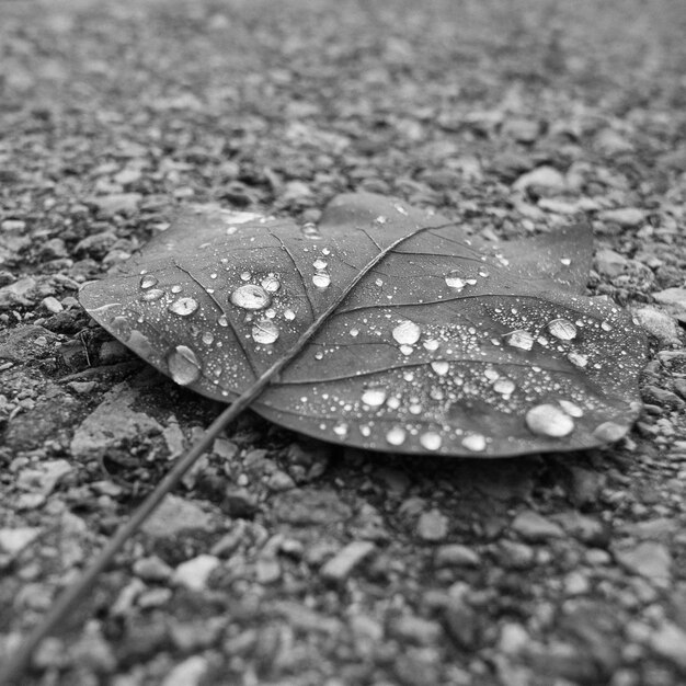 Photo vue rapprochée des gouttes de pluie sur les feuilles