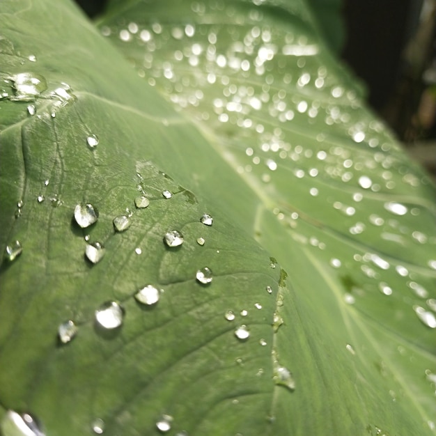 Vue rapprochée des gouttes de pluie sur les feuilles