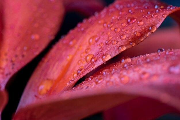 Vue rapprochée des gouttes de pluie sur une fleur rose