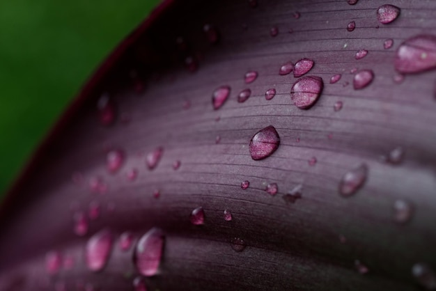 Photo vue rapprochée des gouttes de pluie sur une fleur rose