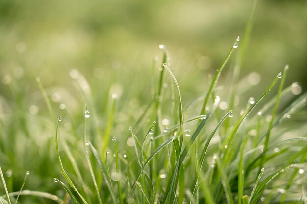 Vue rapprochée des gouttes de pluie sur l'herbe verte au printemps