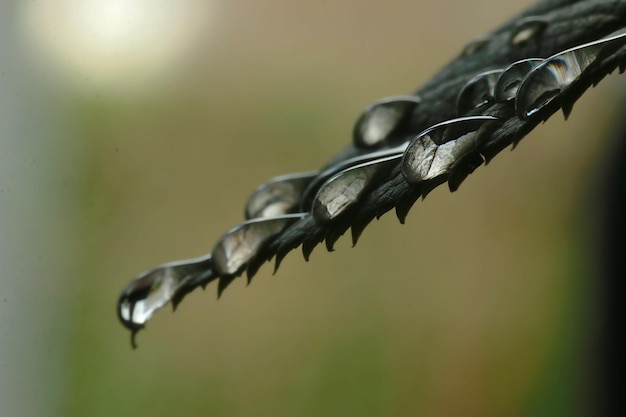 Photo vue rapprochée des gouttes de pluie sur le métal
