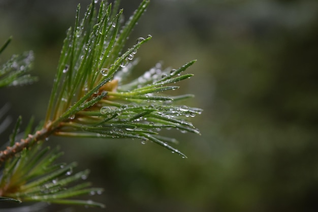 Vue rapprochée des gouttes de pluie sur le pin