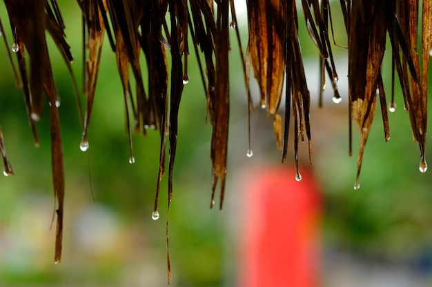 Photo vue rapprochée des gouttes de pluie sur le pin