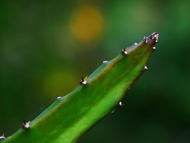 Photo vue rapprochée des gouttes de pluie sur la plante