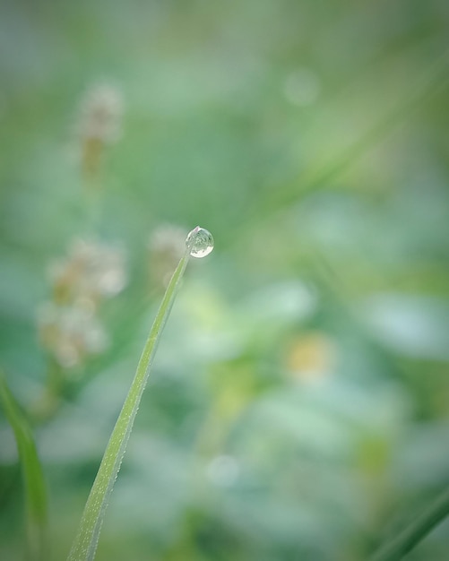 Photo vue rapprochée des gouttes de pluie sur la plante