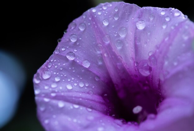 Photo vue rapprochée des gouttes de pluie sur une rose rose