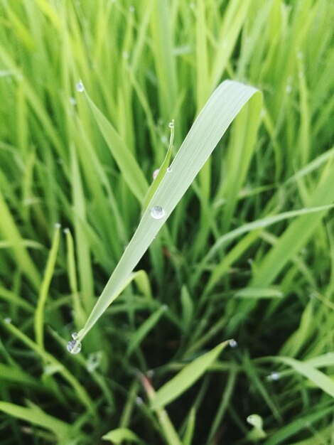 Vue rapprochée des gouttes de rosée sur l'herbe