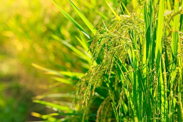 Photo vue rapprochée des graines de riz dans l'oreille du paddy