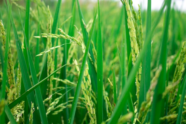 Photo vue rapprochée des graines de riz vert thaïlandais à l'intérieur d'une rizière