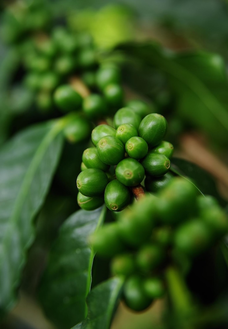 Photo vue rapprochée des grains de café crus sur la plante