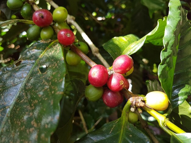 Vue rapprochée des grains de café qui poussent sur un arbre