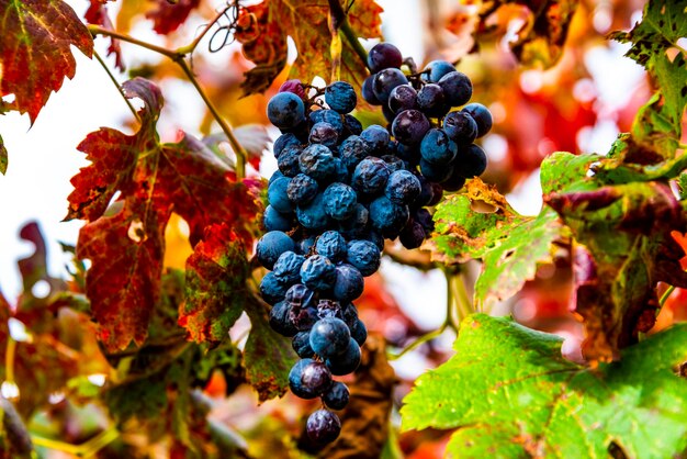 Photo vue rapprochée des grappes à l'automne à castegnero vicenza veneto en italie