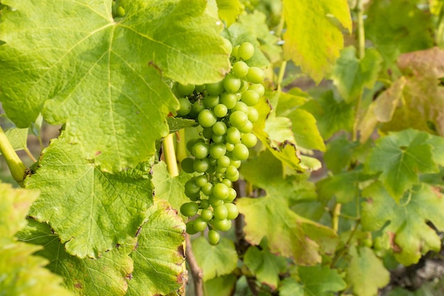 Vue rapprochée de grappes de raisins verts