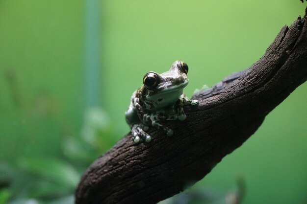 Photo vue rapprochée d'une grenouille sur une branche