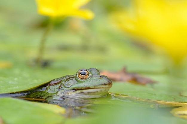 Vue rapprochée d'une grenouille dans l'eau