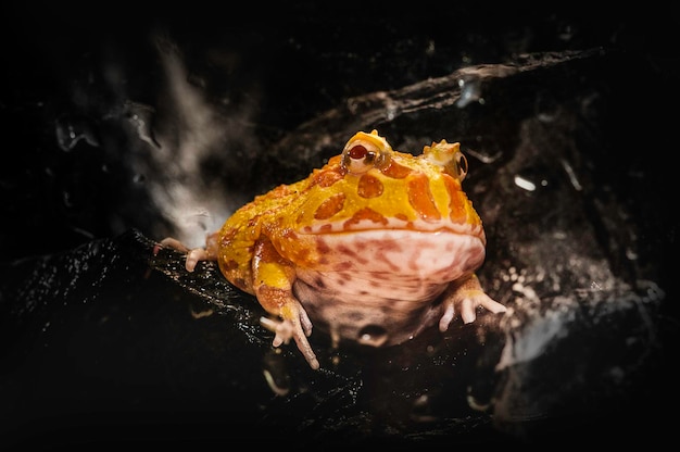 Photo vue rapprochée d'une grenouille dans l'eau