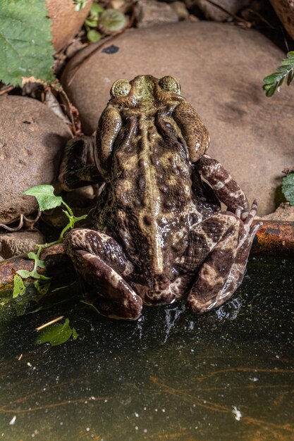 Photo vue rapprochée d'une grenouille dans l'eau