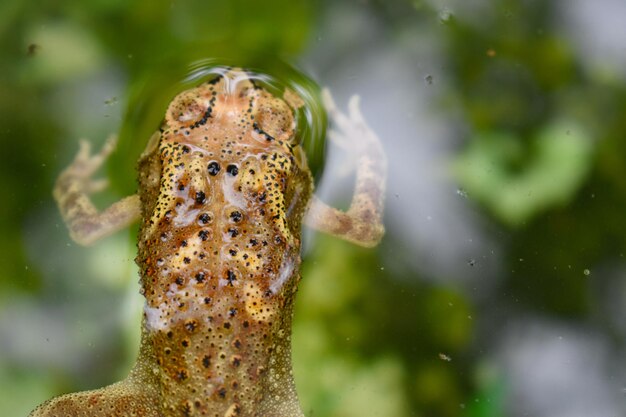 Photo vue rapprochée d'une grenouille dans l'eau