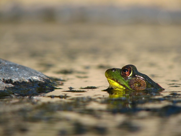 Photo vue rapprochée d'une grenouille dans l'étang